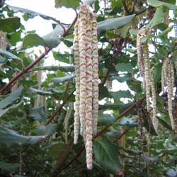 Garrya elliptica